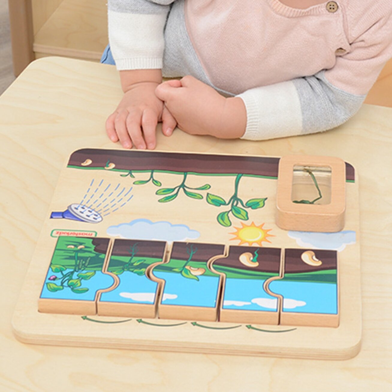 MASTERKIDZ Medinė lentelė Pupelės gyvenimo ciklas 3