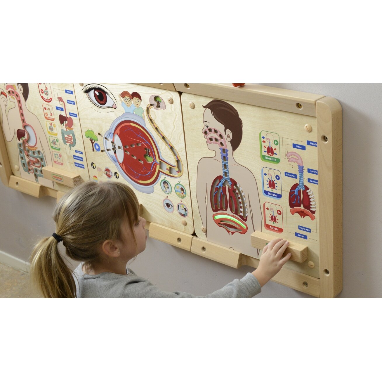 MASTERKIDZ Montessori edukacinė lenta Kvėpavimo sistema 2