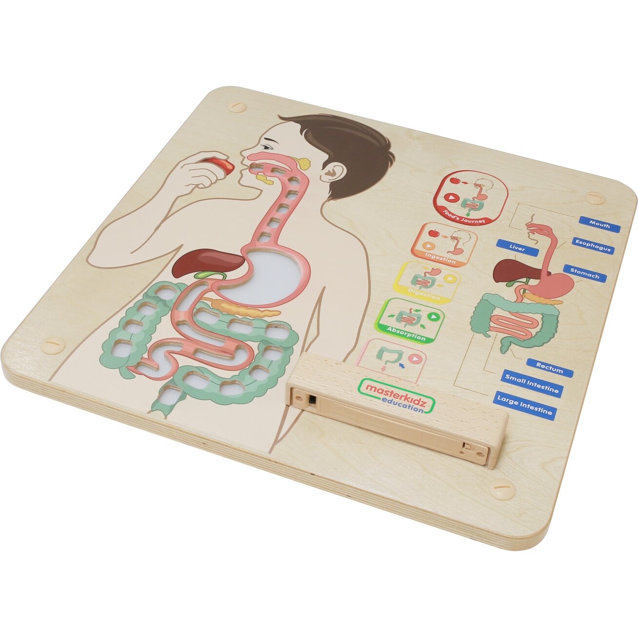 MASTERKIDZ Montessori edukacinė lenta Virškinimo sistema 12