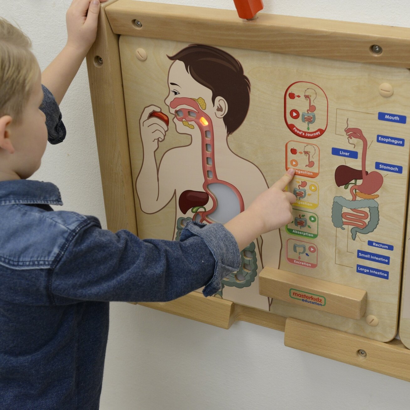 MASTERKIDZ Montessori edukacinė lenta Virškinimo sistema 3