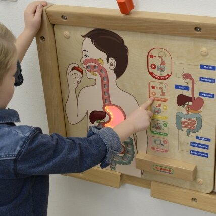 MASTERKIDZ Montessori edukacinė lenta Virškinimo sistema 8